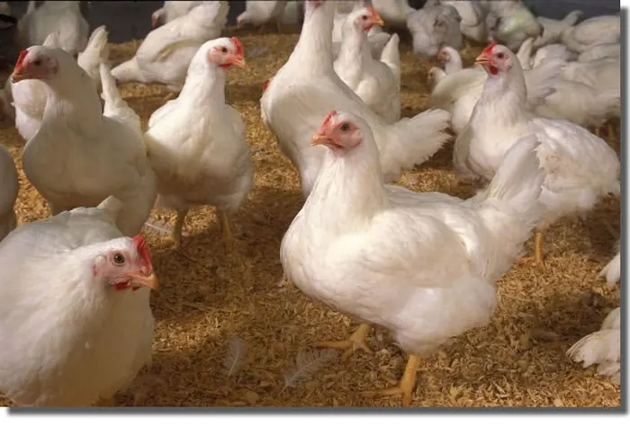 Poultry