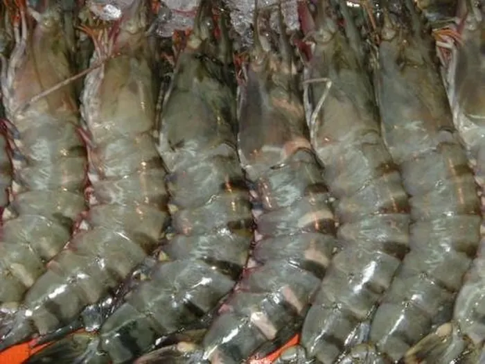 Shrimp pond